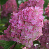 First Editions Strawberry Sundae&trade; Panicle Hydrangea Tree Form - Nature Hills Nursery - #2 Container 2 - 3 Feet - 