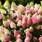 First Editions Strawberry Sundae&trade; Panicle Hydrangea Tree Form - Nature Hills Nursery - #2 Container 2 - 3 Feet - 