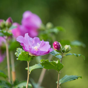 First Editions® Tahiti™ Rose of Sharon