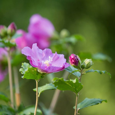 First Editions® Tahiti™ Rose of Sharon