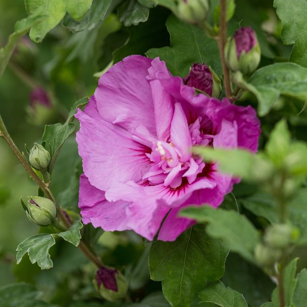 First Editions® Tahiti™ Rose of Sharon