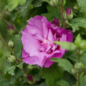 First Editions® Tahiti™ Rose of Sharon