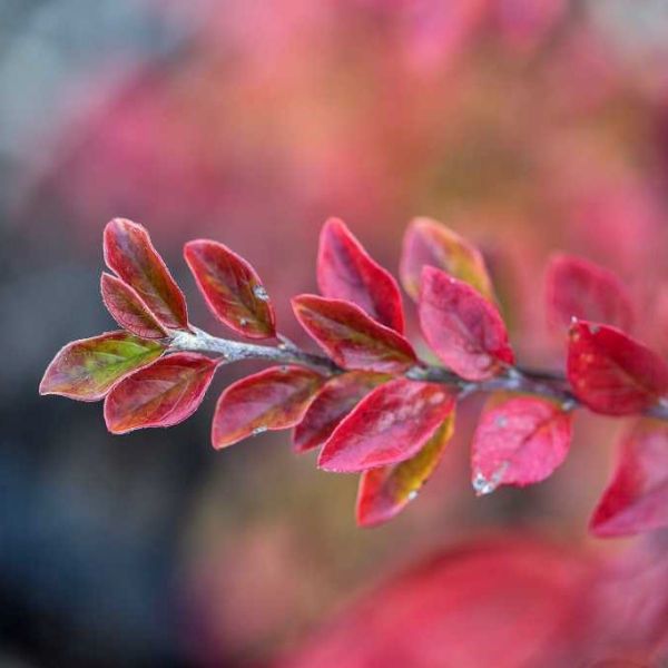 First Editions&reg; Autumn Inferno&reg; Cotoneaster - Nature Hills Nursery - #1 Container - 