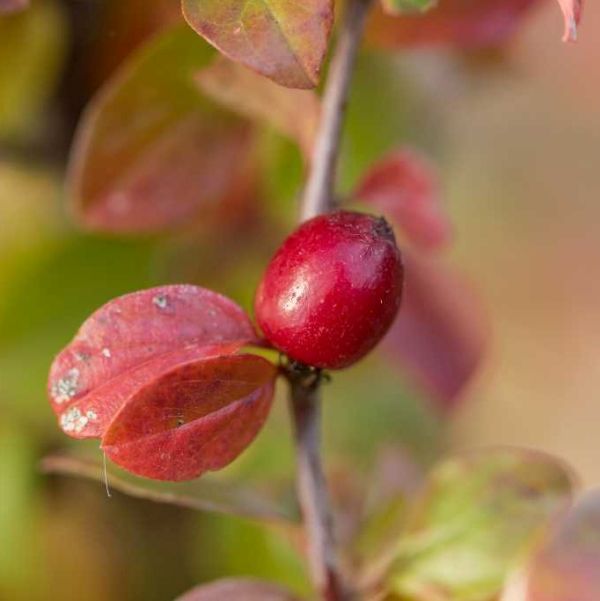 First Editions&reg; Autumn Inferno&reg; Cotoneaster - Nature Hills Nursery - #1 Container - 