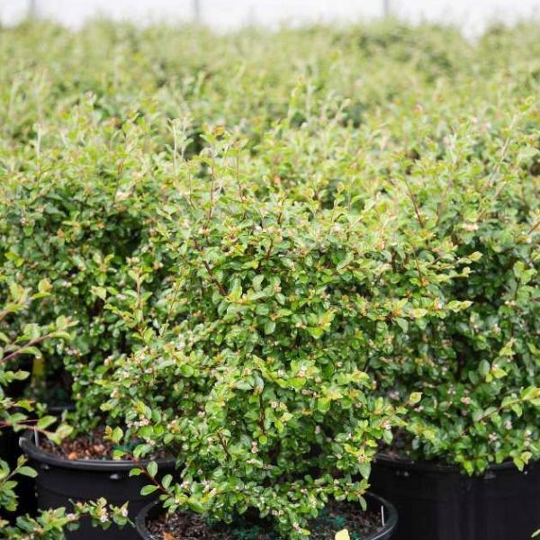 First Editions&reg; Autumn Inferno&reg; Cotoneaster - Nature Hills Nursery - #1 Container - 