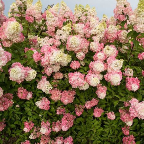 First Editions&reg; Berry White&reg; Panicle Hydrangea Hedge - Nature Hills Nursery - 5.5 Inch Container 8 Pack - 