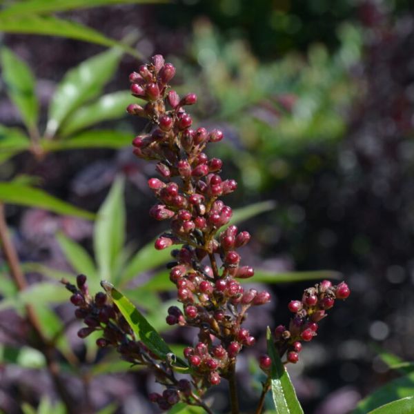 First Editions&reg; Delta Blues&trade; Chaste Tree - Nature Hills Nursery - #1 Container - 
