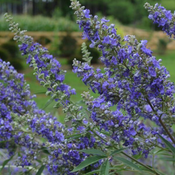 First Editions&reg; Delta Blues&trade; Chaste Tree - Nature Hills Nursery - #1 Container - 