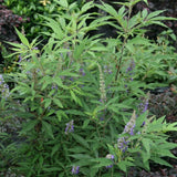 First Editions&reg; Delta Blues&trade; Chaste Tree - Nature Hills Nursery - #1 Container - 