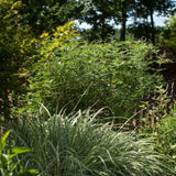 First Editions&reg; Delta Blues&trade; Chaste Tree - Nature Hills Nursery - #1 Container - 