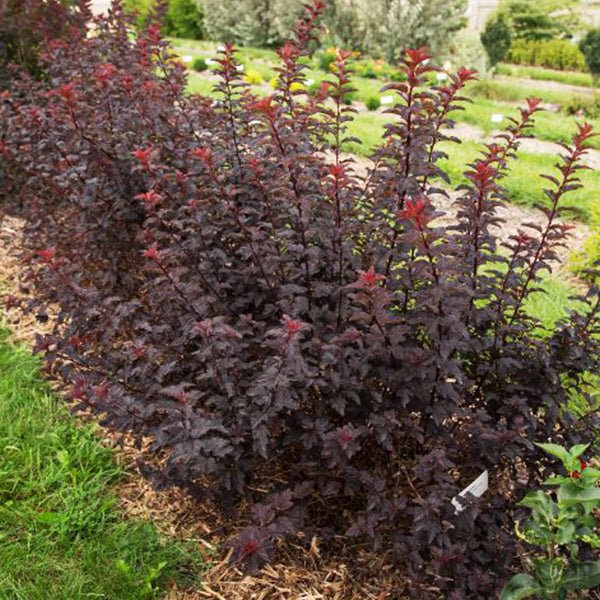First Editions&reg; Fireside&reg; Ninebark Hedge - Nature Hills Nursery - 5.5 Inch Container 8 Pack - 