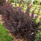 First Editions&reg; Fireside&reg; Ninebark Hedge - Nature Hills Nursery - 5.5 Inch Container 8 Pack - 