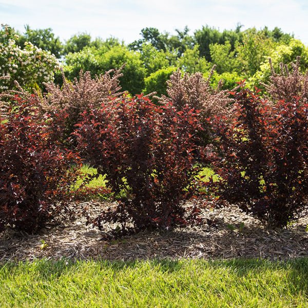 First Editions&reg; Fireside&reg; Ninebark Hedge - Nature Hills Nursery - 5.5 Inch Container 8 Pack - 