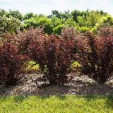 First Editions&reg; Fireside&reg; Ninebark Hedge - Nature Hills Nursery - 5.5 Inch Container 8 Pack - 