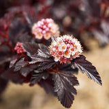 First Editions&reg; Fireside&reg; Ninebark Hedge - Nature Hills Nursery - 5.5 Inch Container 8 Pack - 