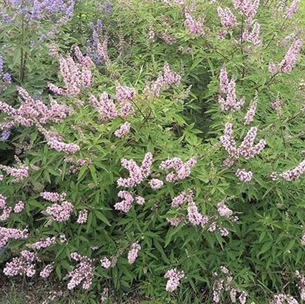 First Editions&reg; Galactic Pink&reg; Chaste Tree - Nature Hills Nursery - Quart Container - 