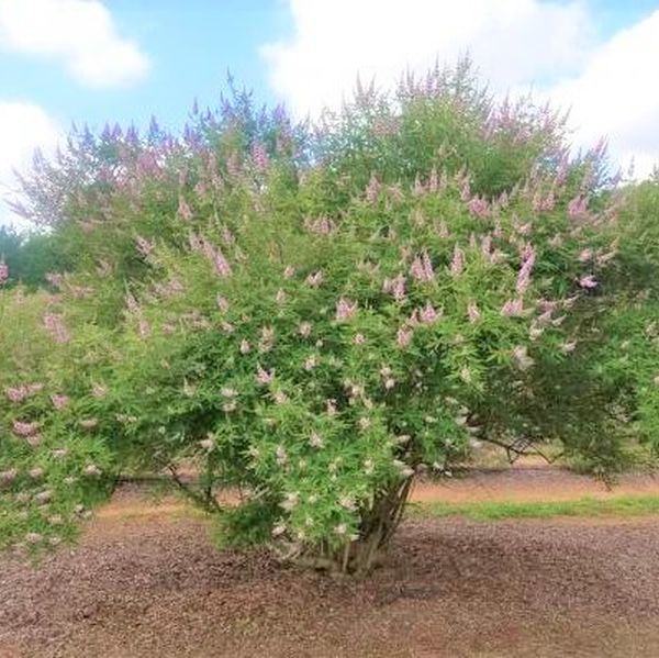 First Editions&reg; Galactic Pink&reg; Chaste Tree - Nature Hills Nursery - Quart Container - 