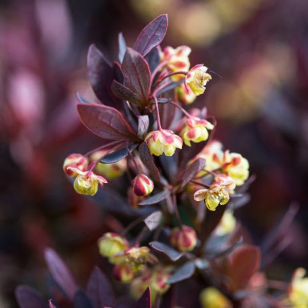 First Editions&reg; Lambrusco&trade; Barberry Bush - Nature Hills Nursery - 1 - 2 Feet Bareroot - 