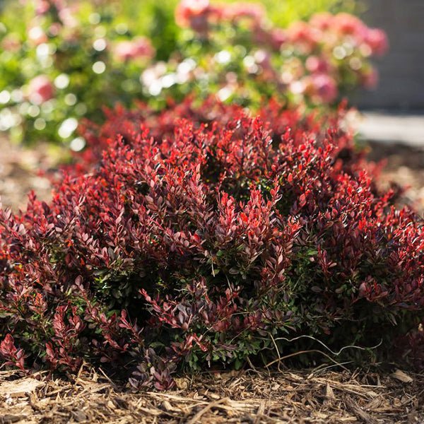 First Editions&reg; Lambrusco&trade; Barberry Bush - Nature Hills Nursery - 1 - 2 Feet Bareroot - 