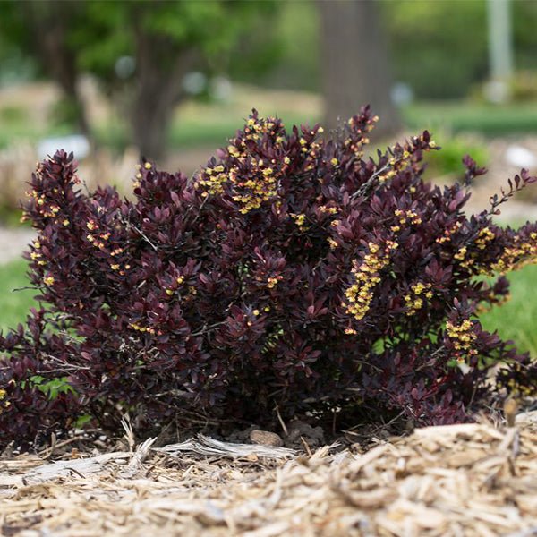 First Editions&reg; Lambrusco&trade; Barberry Bush - Nature Hills Nursery - 1 - 2 Feet Bareroot - 