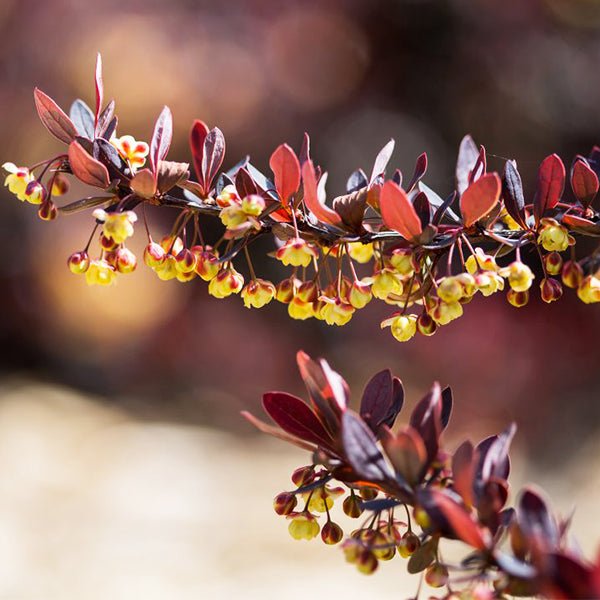 First Editions&reg; Lambrusco&trade; Barberry Bush - Nature Hills Nursery - 1 - 2 Feet Bareroot - 