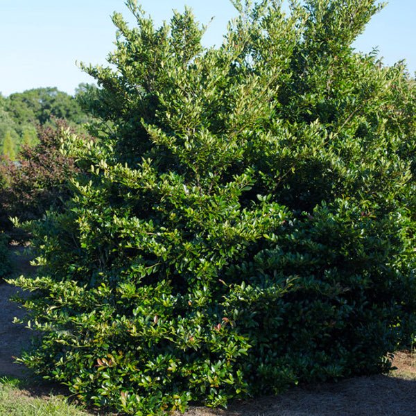 First Editions&reg; Linebacker&trade; Distylium - Nature Hills Nursery - #2 Container - 