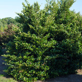 First Editions&reg; Linebacker&trade; Distylium - Nature Hills Nursery - #2 Container - 