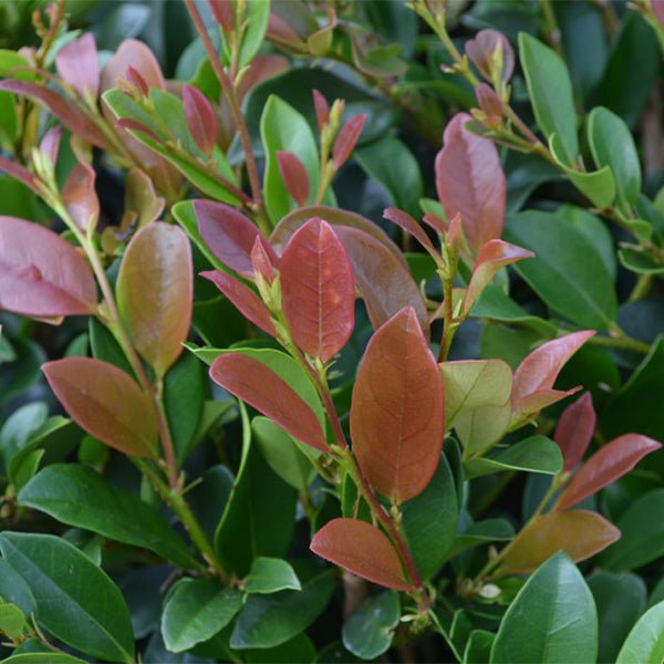 First Editions&reg; Linebacker&trade; Distylium - Nature Hills Nursery - #2 Container - 