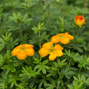 First Editions&reg; Mandarin Tango&reg; Potentilla - Nature Hills Nursery - Bareroot - 
