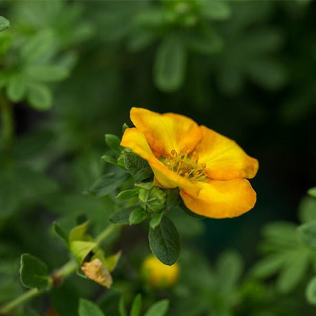 First Editions&reg; Mandarin Tango&reg; Potentilla - Nature Hills Nursery - Bareroot - 