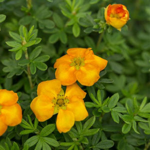 First Editions&reg; Mandarin Tango&reg; Potentilla - Nature Hills Nursery - Bareroot - 