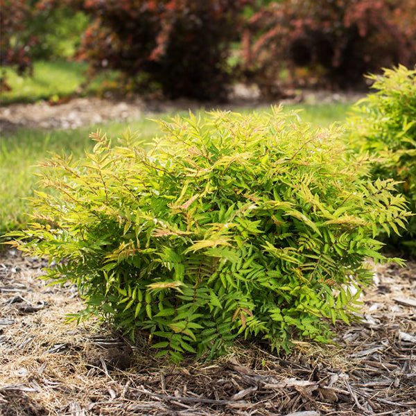 First Editions&reg; Matcha Ball&reg; Ash Leaf Spirea - Nature Hills Nursery - 1 - 2 Feet Bareroot - 