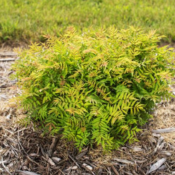 First Editions&reg; Matcha Ball&reg; Ash Leaf Spirea - Nature Hills Nursery - 1 - 2 Feet Bareroot - 
