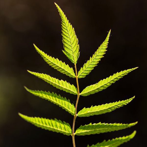 First Editions&reg; Matcha Ball&reg; Ash Leaf Spirea - Nature Hills Nursery - 1 - 2 Feet Bareroot - 