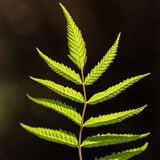 First Editions&reg; Matcha Ball&reg; Ash Leaf Spirea - Nature Hills Nursery - 1 - 2 Feet Bareroot - 