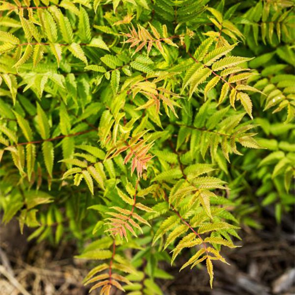 First Editions&reg; Matcha Ball&reg; Ash Leaf Spirea - Nature Hills Nursery - 1 - 2 Feet Bareroot - 