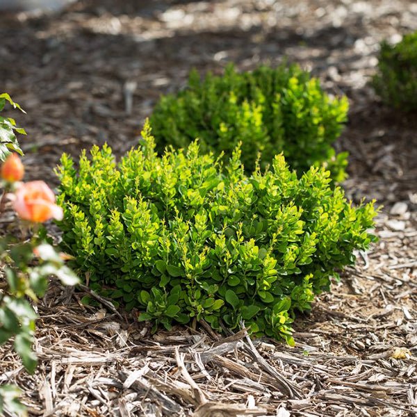 First Editions&reg; Moscato&trade; Barberry Bush - Nature Hills Nursery - 1 - 2 Feet Bareroot - 