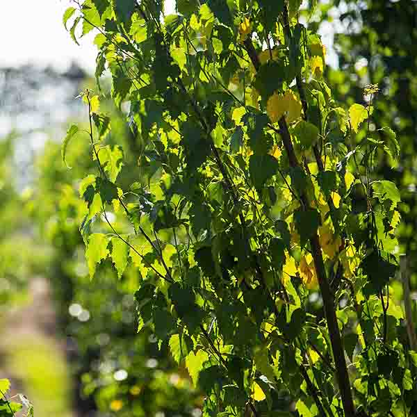First Editions&reg; Parkland Pillar&reg; Birch Tree - Nature Hills Nursery - #7 Container 5 - 6 Feet - 
