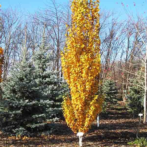 First Editions&reg; Parkland Pillar&reg; Birch Tree - Nature Hills Nursery - #7 Container 5 - 6 Feet - 
