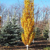 First Editions&reg; Parkland Pillar&reg; Birch Tree - Nature Hills Nursery - #7 Container 5 - 6 Feet - 