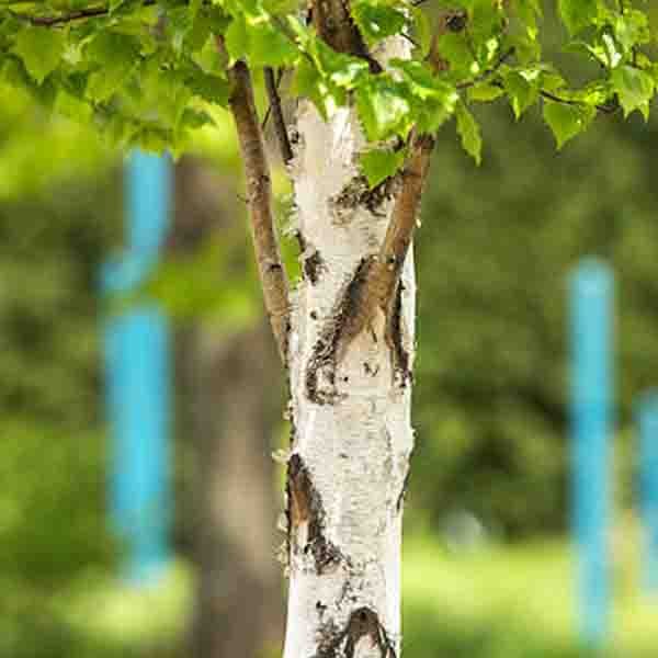 First Editions&reg; Parkland Pillar&reg; Birch Tree - Nature Hills Nursery - #7 Container 5 - 6 Feet - 