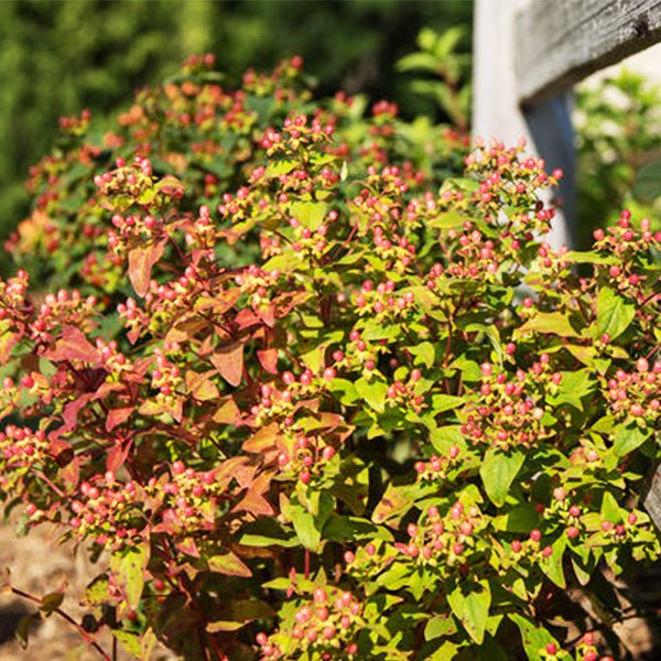 First Editions&reg; Red Star St. John's Wort - Nature Hills Nursery - #1 Container - 