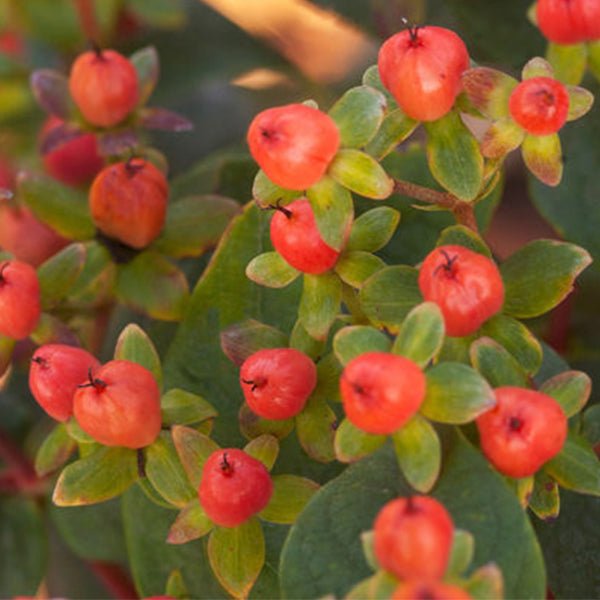 First Editions&reg; Red Star St. John's Wort - Nature Hills Nursery - #1 Container - 