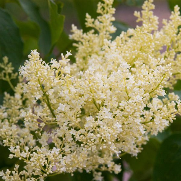 First Editions&reg; Snowdance&trade; Japanese Tree Lilac - Nature Hills Nursery - 3 - 4 Feet Bareroot - 
