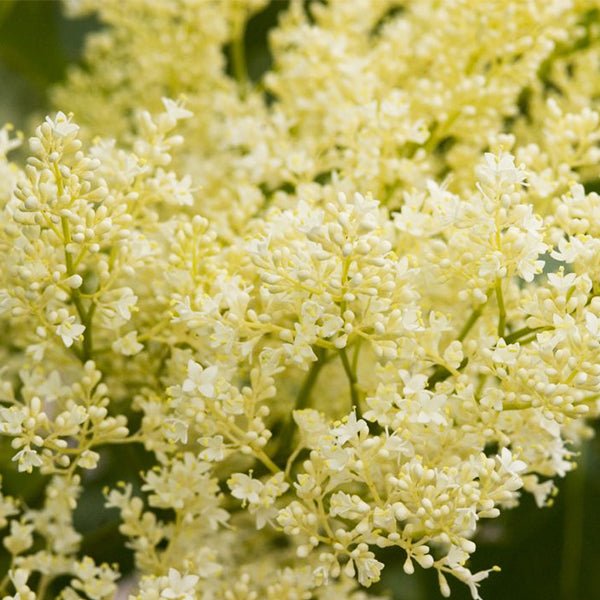 First Editions&reg; Snowdance&trade; Japanese Tree Lilac - Nature Hills Nursery - 3 - 4 Feet Bareroot - 