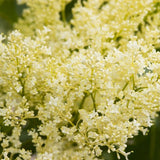 First Editions&reg; Snowdance&trade; Japanese Tree Lilac - Nature Hills Nursery - 3 - 4 Feet Bareroot - 