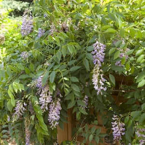 First Editions&reg; Summer Cascade&trade; Wisteria - Nature Hills Nursery - Bareroot - 