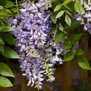 First Editions&reg; Summer Cascade&trade; Wisteria - Nature Hills Nursery - Bareroot - 