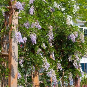 First Editions&reg; Summer Cascade&trade; Wisteria - Nature Hills Nursery - Bareroot - 