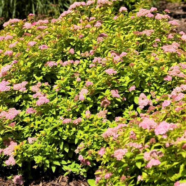 First Editions&reg; Sundrop&trade; Spirea - Nature Hills Nursery - Bareroot - 